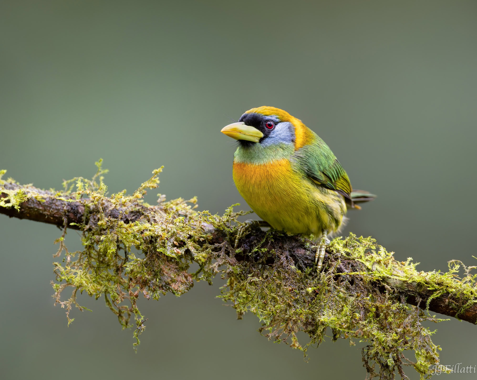 bird of colombia image 47